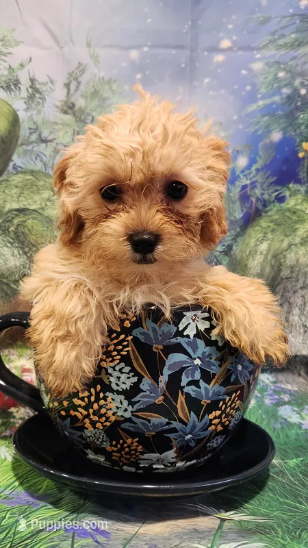 Partytime – Shihpoo puppy for sale in Linwood, NY