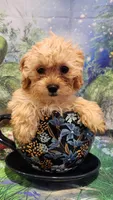 Partytime, a female Shihpoo for sale in Linwood, NY – 1 of 1