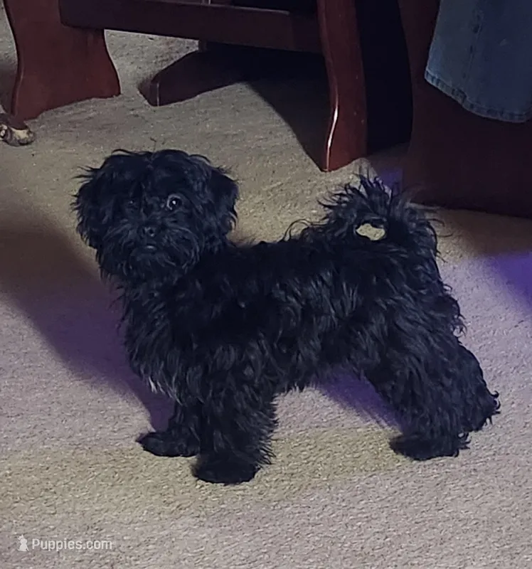 Party Time – Shihpoo puppy for sale in Linwood, NY