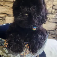 Party Time, a female Shihpoo for sale in Linwood, NY – 2 of 2