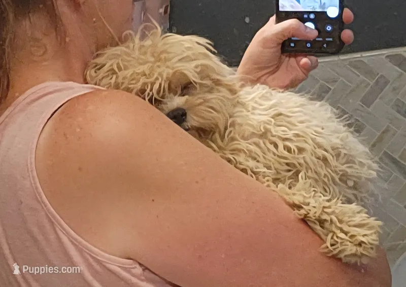 Unicorn – Shihpoo puppy for sale in Linwood, NY