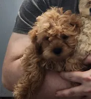 Squirrels , a female Shihpoo for sale in Linwood, NY – 1 of 1