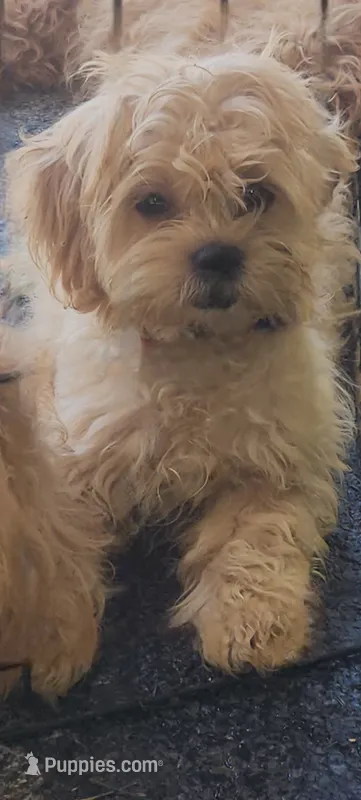 Unicorn – Shihpoo puppy for sale in Linwood, NY