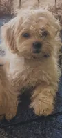 Unicorn, a female Shihpoo for sale in Linwood, NY – 1 of 3