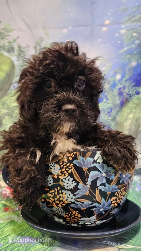 Gecko – Shihpoo puppy for sale in Linwood, NY
