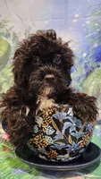 Gecko, a male Shihpoo for sale in Linwood, NY – 1 of 1