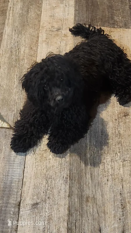 Squares – Shihpoo puppy for sale in Linwood, NY