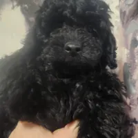 Squares, a male Shihpoo for sale in Linwood, NY – Photo 1 of 2