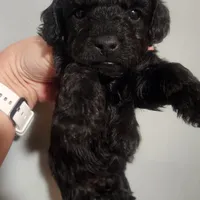 Squares, a male Shihpoo for sale in Linwood, NY – Photo 2 of 2