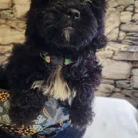 Tulip, a female Shihpoo for sale in Linwood, NY – 2 of 2
