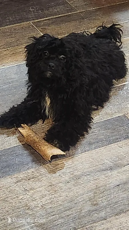 Tulip – Shihpoo puppy for sale in Linwood, NY