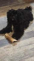 Tulip, a female Shihpoo for sale in Linwood, NY – 1 of 2