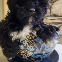 Sunflowers, a female Shihpoo for sale in Linwood, NY – 2 of 2