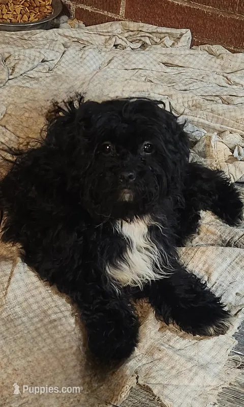 Sunflowers – Shihpoo puppy for sale in Linwood, NY