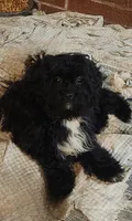 Sunflowers, a female Shihpoo for sale in Linwood, NY – 1 of 2