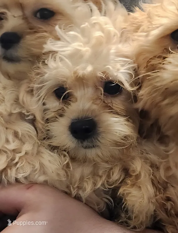 Raindrops – Shihpoo puppy for sale in Linwood, NY