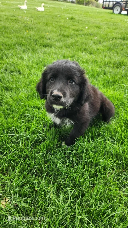 Flowers, a female Golden Pyrenees for sale in Linwood, NY – Photo 1 of 6