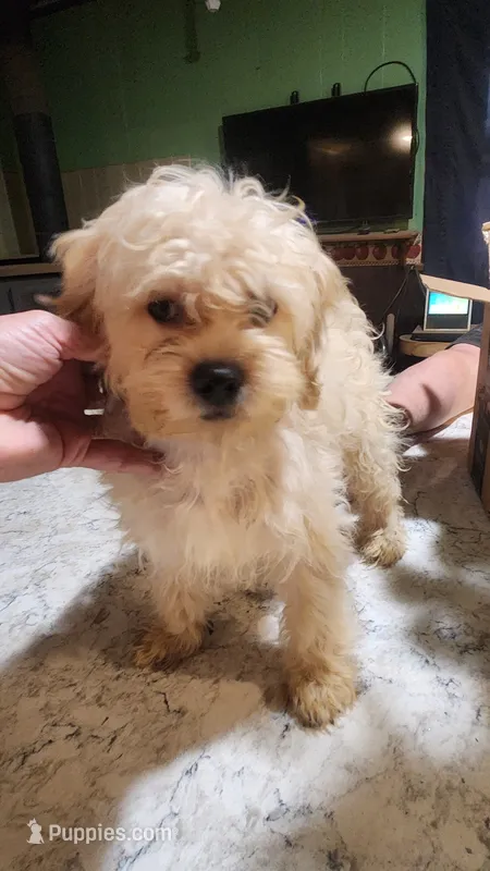 Raindrops – Shihpoo puppy for sale in Linwood, NY