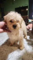 Raindrops, a female Shihpoo for sale in Linwood, NY – 1 of 3