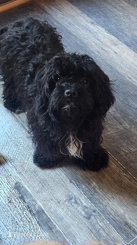 Tulip – Shihpoo puppy for sale in Linwood, NY