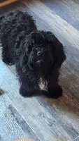 Tulip, a female Shihpoo for sale in Linwood, NY – 1 of 3