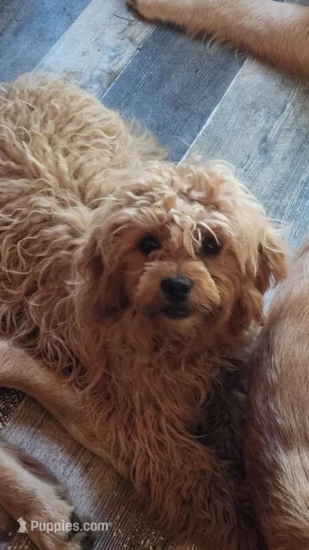 Diamond – Shihpoo puppy for sale in Linwood, NY