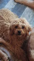 Diamond, a female Shihpoo for sale in Linwood, NY – 1 of 3