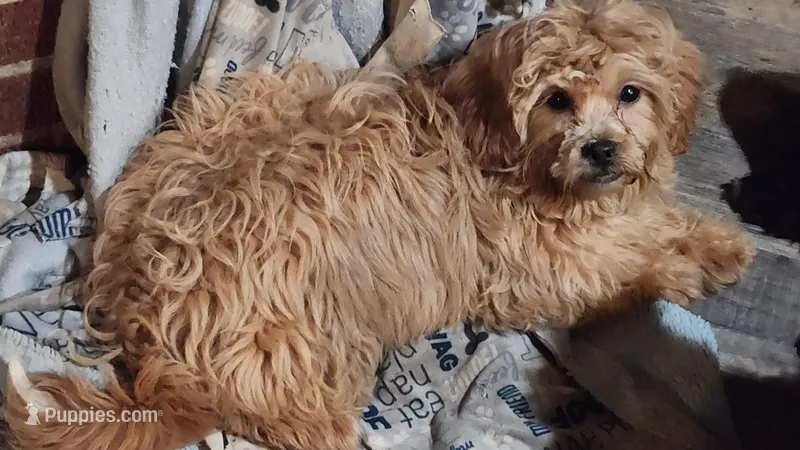 Diamond – Shihpoo puppy for sale in Linwood, NY