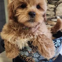 Diamond, a female Shihpoo for sale in Linwood, NY – 2 of 2