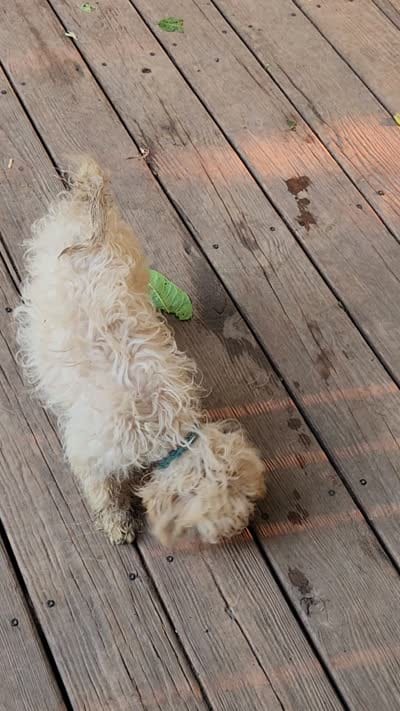 Raindrops, a female Shihpoo for sale in Linwood, NY – 3 of 3
