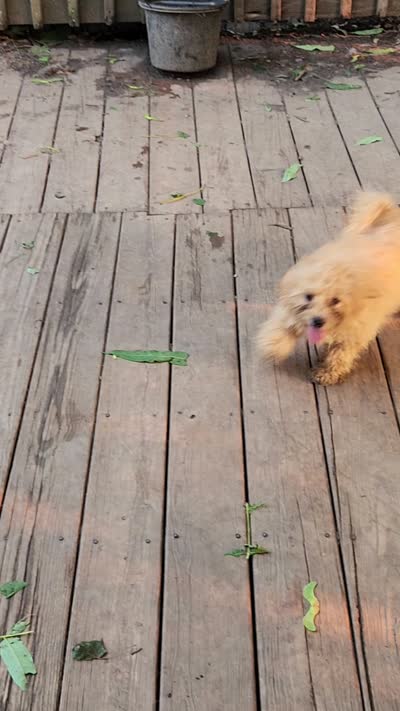 Leaves, a female Shihpoo for sale in Linwood, NY – 3 of 3