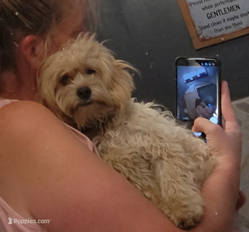 Raindrops – Shihpoo puppy for sale in Linwood, NY