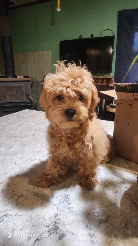 Squirrels  – Shihpoo puppy for sale in Linwood, NY