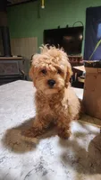 Squirrels , a female Shihpoo for sale in Linwood, NY – 1 of 3