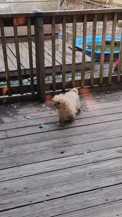 Unicorn, a female Shihpoo for sale in Linwood, NY – 3 of 3
