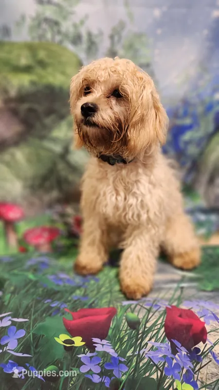 Raindrops – Shihpoo puppy for sale in Linwood, NY