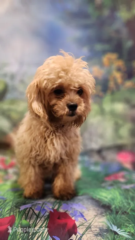 Unicorn – Shihpoo puppy for sale in Linwood, NY