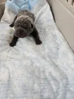 Blue, a male Chinese Shar-Pei for sale in Rochester, NY – Photo 4 of 9