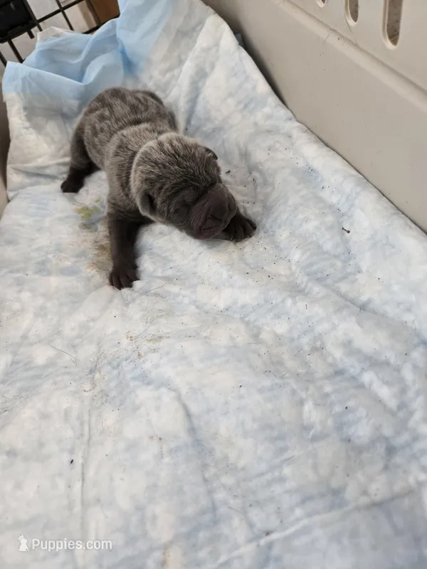 Blue, a male Chinese Shar-Pei for sale in Rochester, NY – Photo 1 of 9