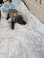 Blue, a male Chinese Shar-Pei for sale in Rochester, NY – Photo 1 of 9