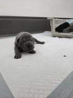 Blue, a male Chinese Shar-Pei for sale in Rochester, NY – Photo 2 of 10