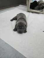 Blue, a male Chinese Shar-Pei for sale in Rochester, NY – Photo 8 of 10