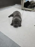 Blue, a male Chinese Shar-Pei for sale in Rochester, NY – Photo 6 of 10