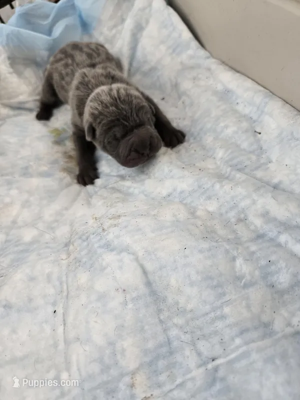 Blue – Chinese Shar-Pei puppy for sale in Rochester, NY
