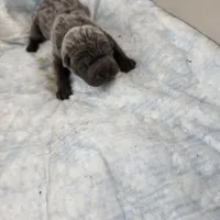 Blue, a male Chinese Shar-Pei for sale in Rochester, NY – Photo 1 of 10