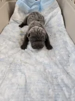 Blue, a male Chinese Shar-Pei for sale in Rochester, NY – Photo 6 of 9