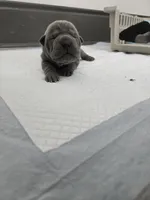 Blue, a male Chinese Shar-Pei for sale in Rochester, NY – Photo 9 of 10