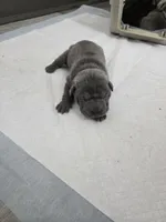 Blue, a male Chinese Shar-Pei for sale in Rochester, NY – Photo 4 of 10