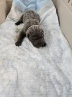 Blue, a male Chinese Shar-Pei for sale in Rochester, NY – Photo 3 of 9