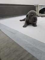 Blue, a male Chinese Shar-Pei for sale in Rochester, NY – Photo 10 of 10